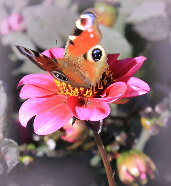 Сирень и Ландыши