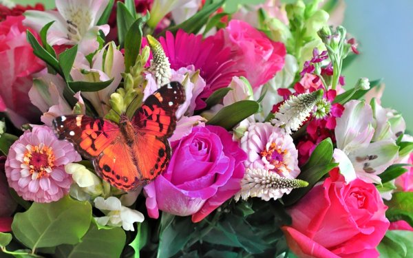 Красивые открытки с цветами бабочками