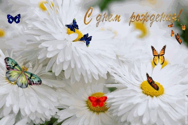 Мерцающие бабочки на цветах