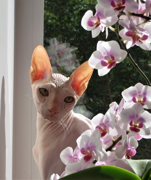 Сфинкс с цветами