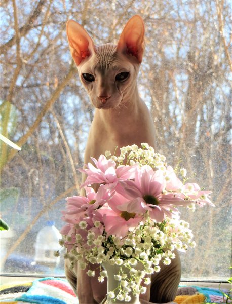 Лысые котики с цветами