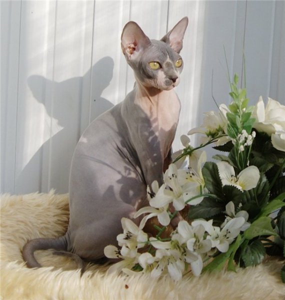 С днем рождения сфинкс