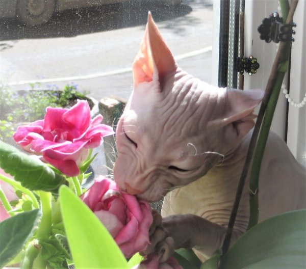 Сфинкс с цветочком