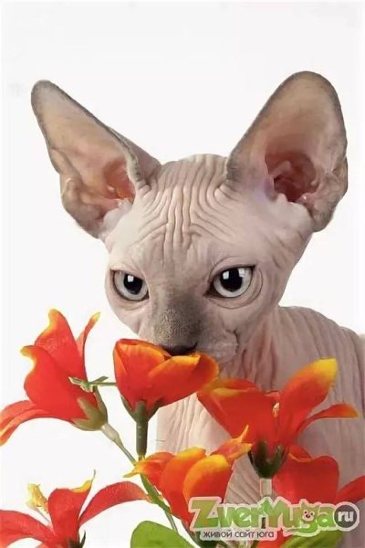 С днем рождения сфинкс