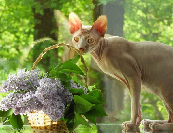 Канадский сфинкс с цветами