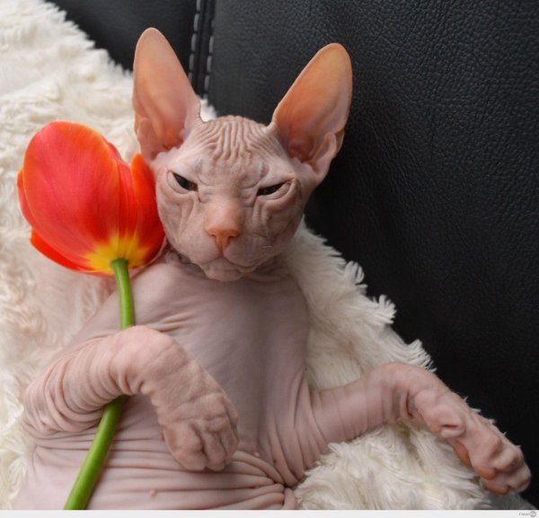 Донской сфинкс ласковый