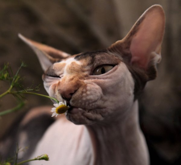 Ромашка успокаивает