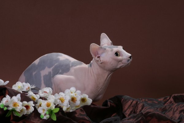 Сфинкс Урал