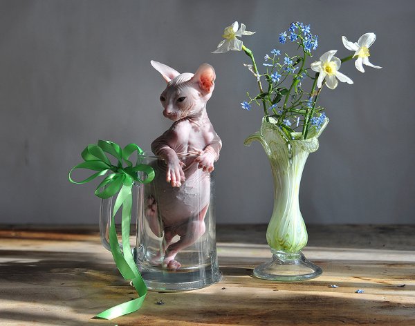 Сфинкс с цветами