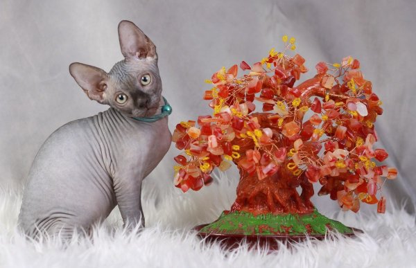 С днем рождения с лысой кошкой