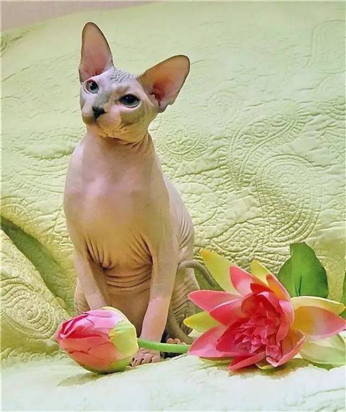 С днем рождения сфинкс