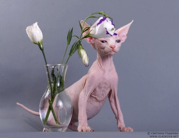 Сфинкс с цветами