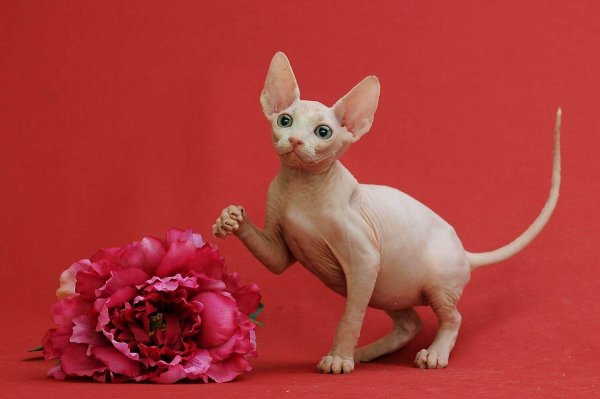 Сфинкс порода