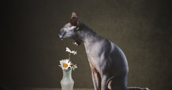 Ромашка успокаивает