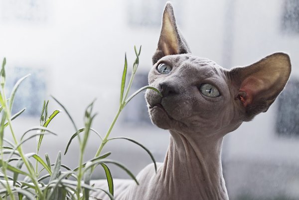 Канадский сфинкс и Петерболд