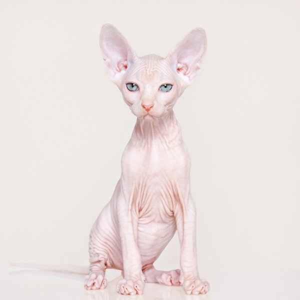 Канадский сфинкс кот белый