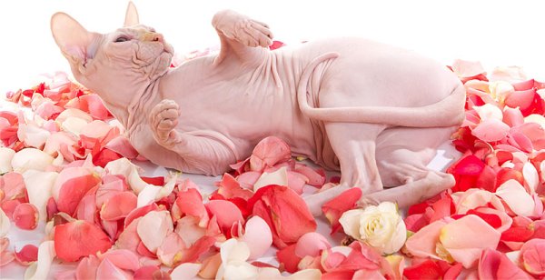 Сфинкс и цветы