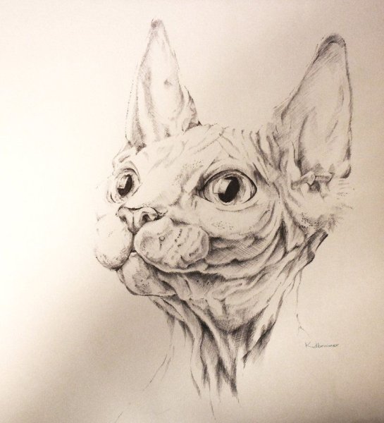 Эскиз тату сфинкс кот