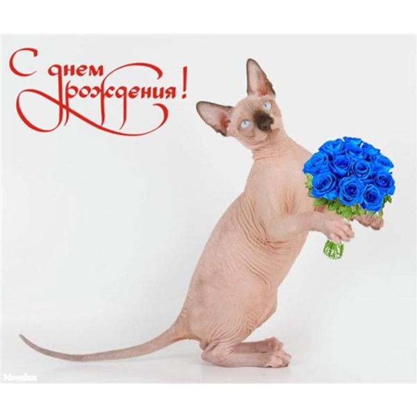 Сфинкс поздравляет с днем рождения