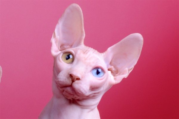Лысый розовый кот