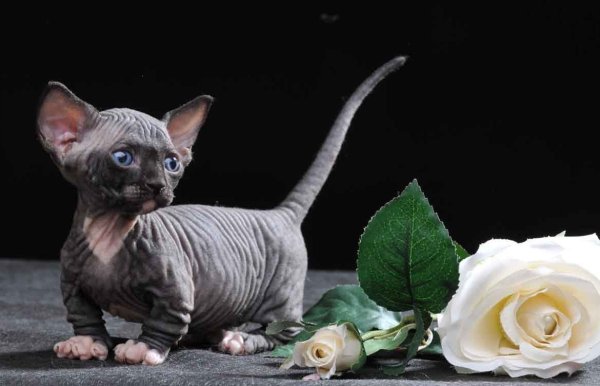 Сфинкс кошка породы Бамбино