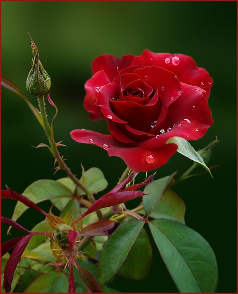 Доброе утро с красивыми цветами с надписями