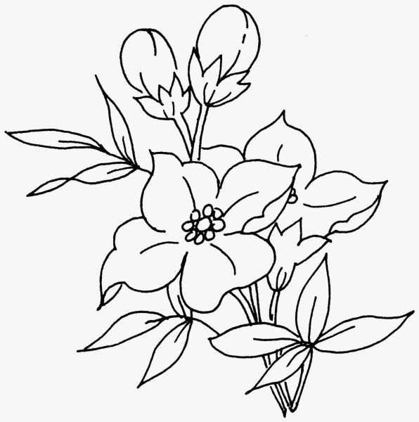 Контуры цветов для рисования