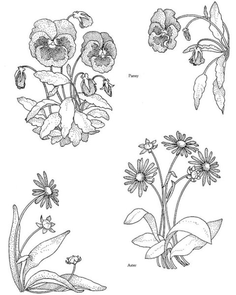 Цветы контур