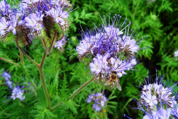 Фацелия пижмолистная