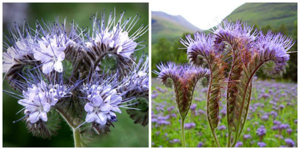 Фацелия скрученная