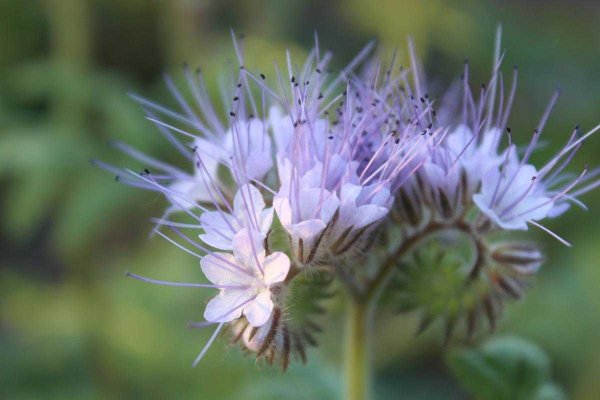 Фацелия рябинколистная