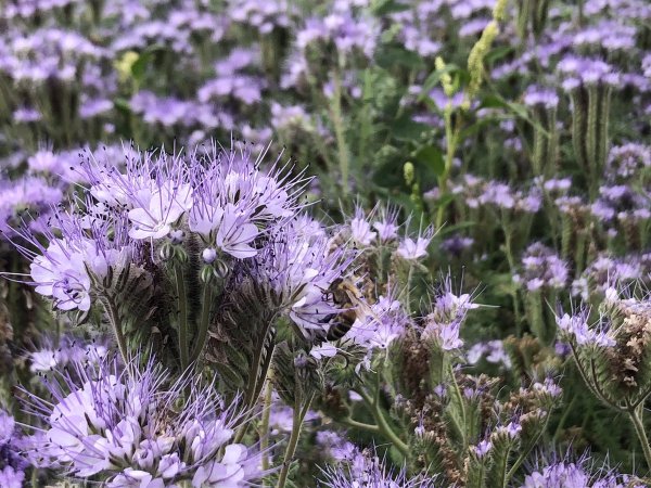 Фацелия рябинколистная