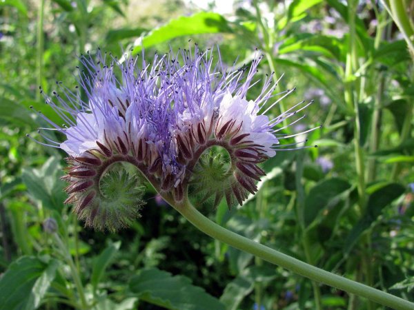 Фацелия рябинколистная