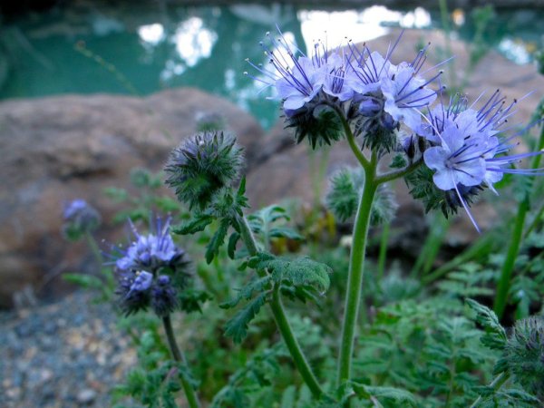 Фацелия пижмолистная сидерат