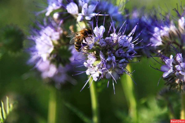 Фацелия цветет