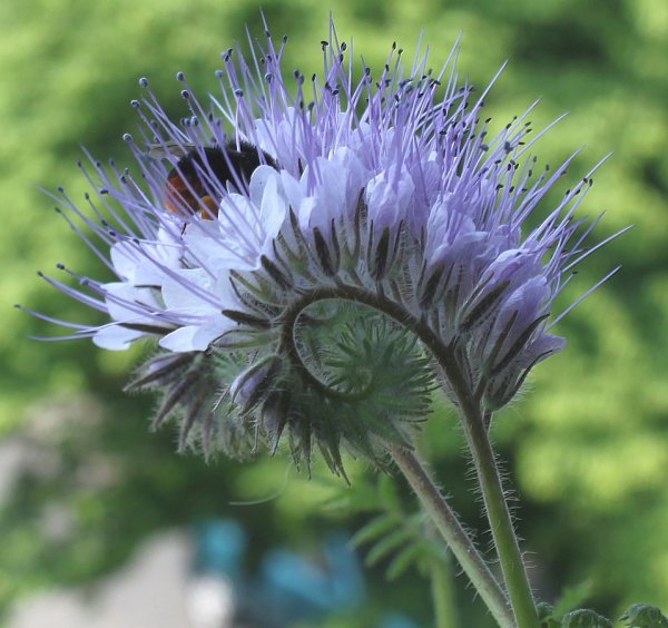 Фацелия пижмолистная Phacelia tanacetifolia