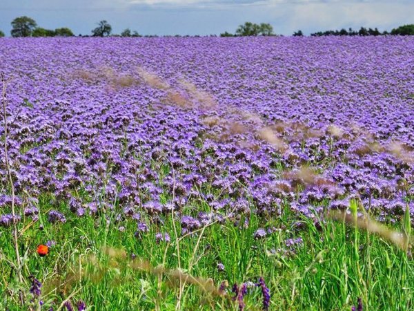 Фацелия голубая мечта