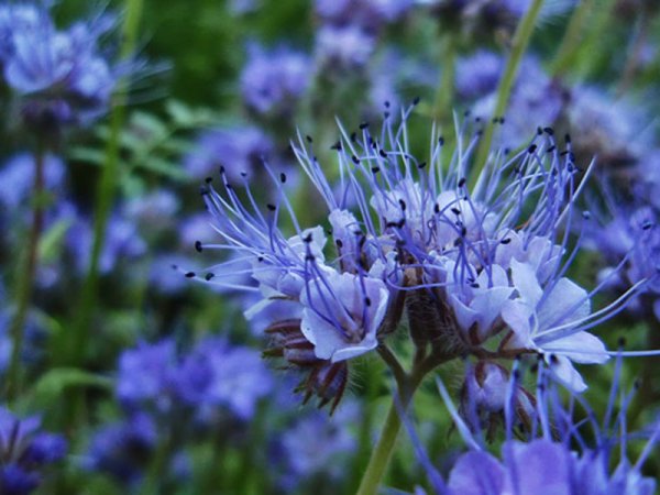 Фацелия рябинколистная