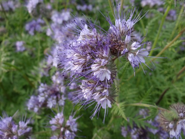 Семена агератум Малинка