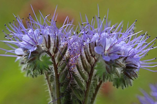 Трава фацелия