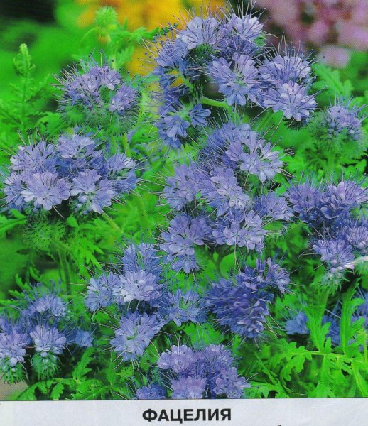 Фацелия пижмолистная медонос
