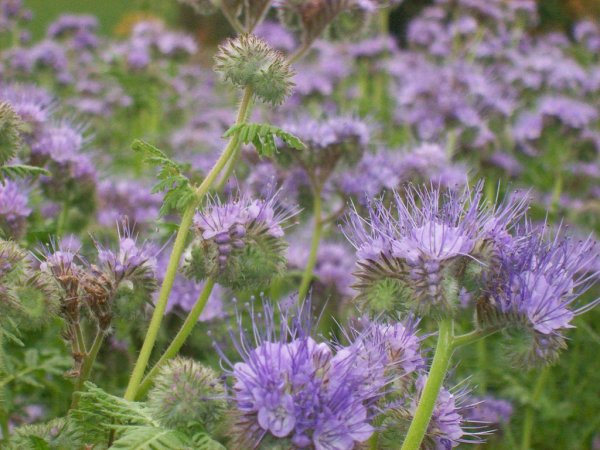 Фацелия колокольчатая голубая