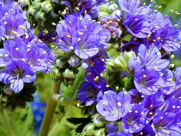 Фацелия пижмолистная