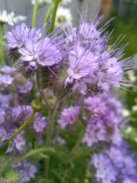 Фацелия пижмолистная