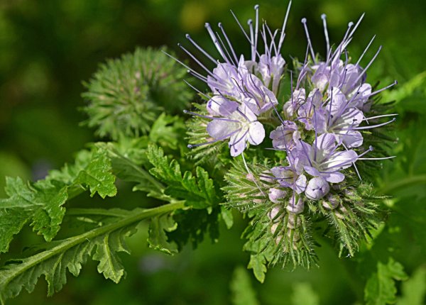 Фацелия поле