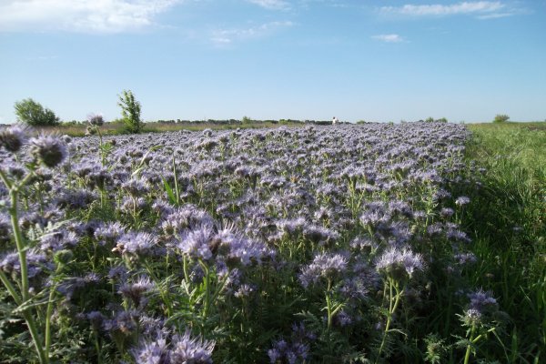 Фацелия цветок полевой