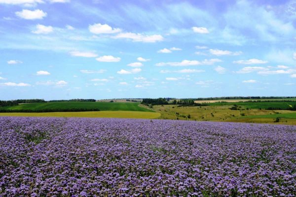 Фацелия Рязанская