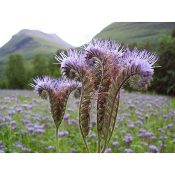 Растение фацелия медонос