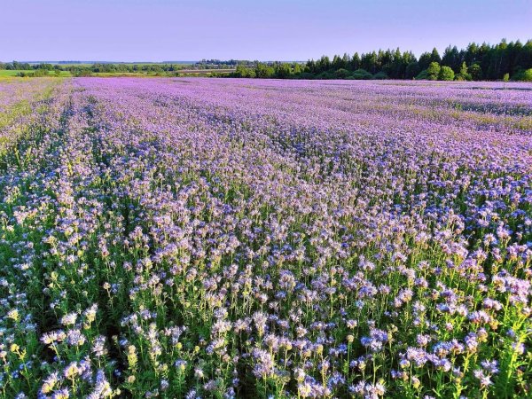 Фацелия рябинколистная