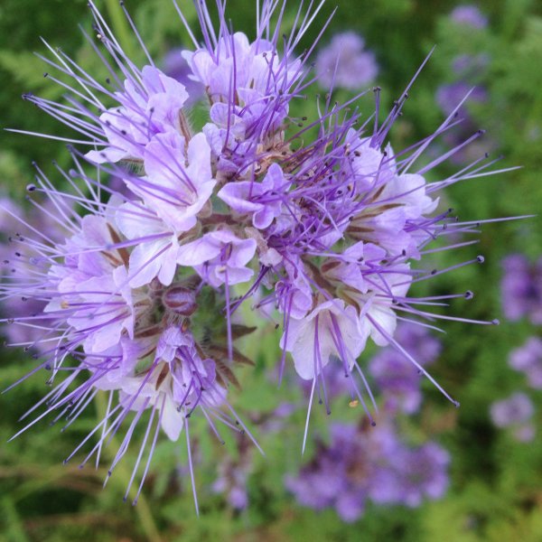 Цветок медонос фацелия